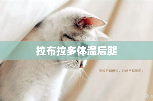拉布拉多體溫后腿