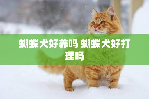 蝴蝶犬好養嗎 蝴蝶犬好打理嗎