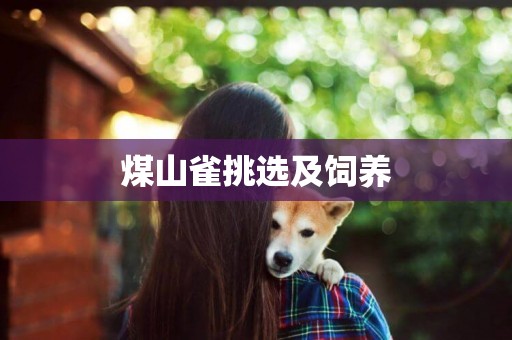 煤山雀挑選及飼養