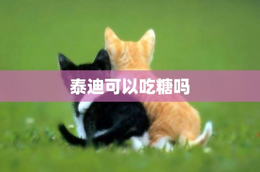 泰迪可以吃糖嗎
