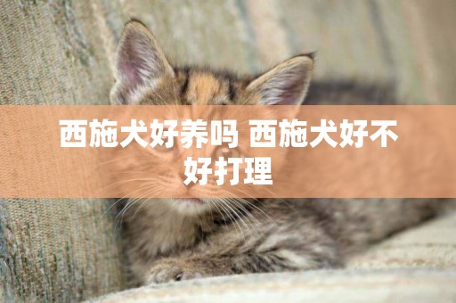 西施犬好養嗎 西施犬好不好打理