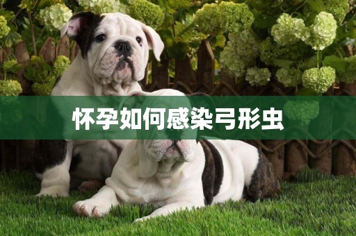 懷孕如何感染弓形蟲