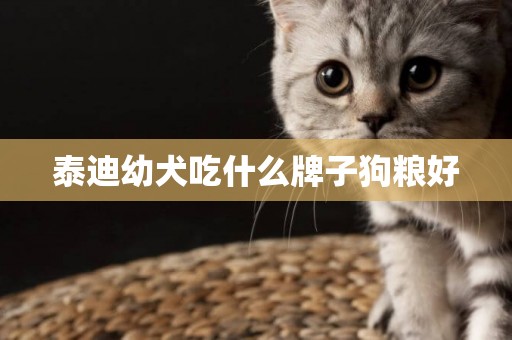泰迪幼犬吃什么牌子狗糧好