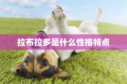 拉布拉多是什么性格特點
