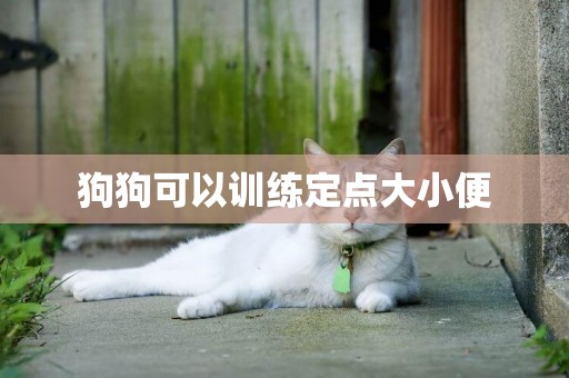 狗狗可以訓練定點大小便
