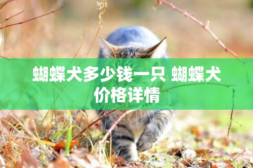 蝴蝶犬多少錢一只 蝴蝶犬價格詳情