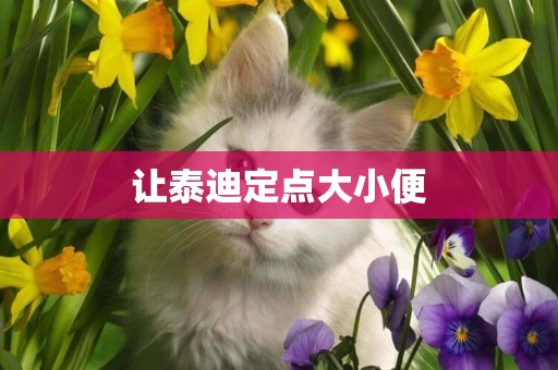 讓泰迪定點大小便