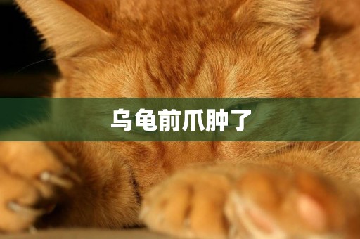烏龜前爪腫了