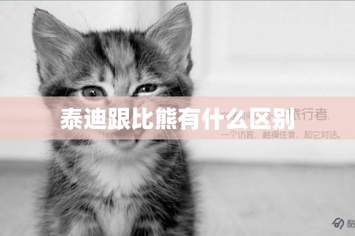 泰迪跟比熊有什么區別