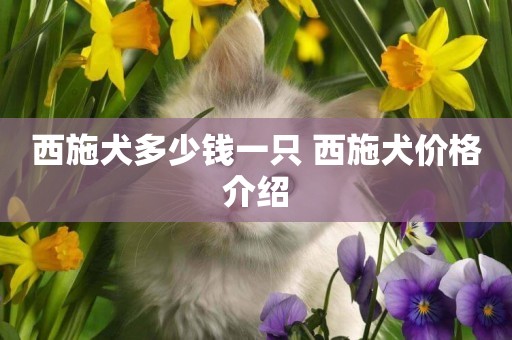 西施犬多少錢一只 西施犬價格介紹