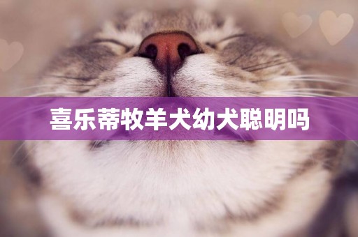 喜樂蒂牧羊犬幼犬聰明嗎