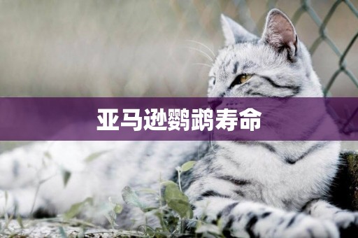 亞馬遜鸚鵡壽命