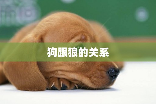 狗跟狼的關系