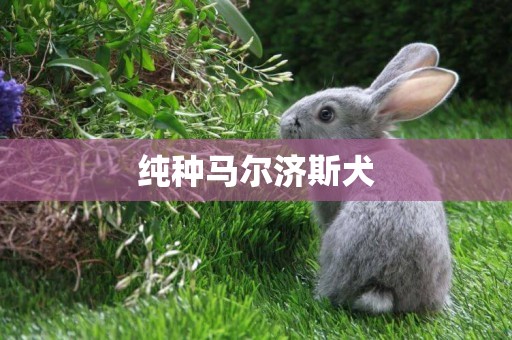 純種馬爾濟斯犬