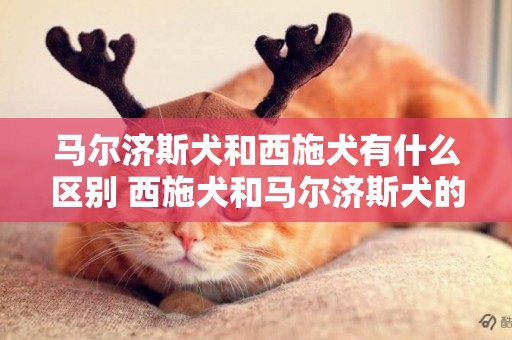 馬爾濟斯犬和西施犬有什么區別 西施犬和馬爾濟斯犬的區別
