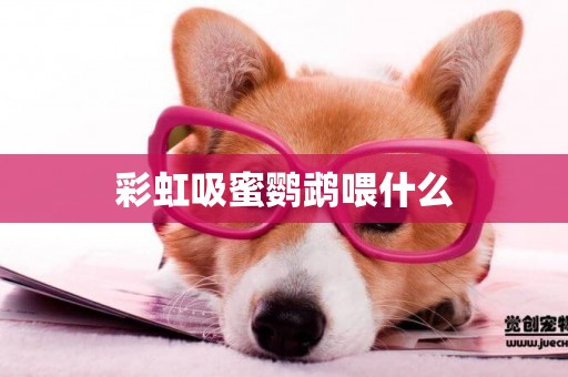 彩虹吸蜜鸚鵡喂什么
