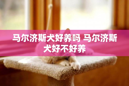 馬爾濟斯犬好養嗎 馬爾濟斯犬好不好養