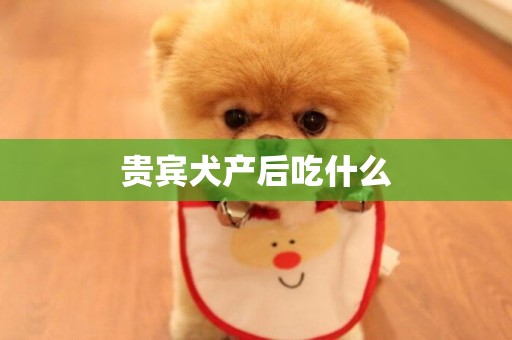 貴賓犬產后吃什么