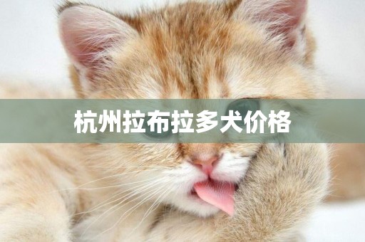 杭州拉布拉多犬價格