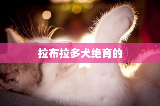 拉布拉多犬絕育的