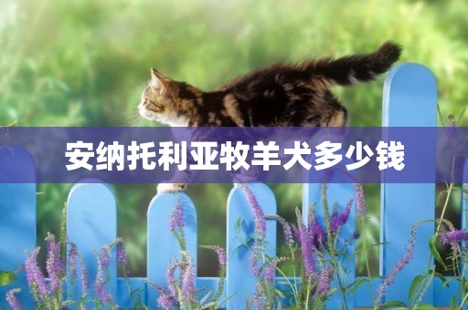 安納托利亞牧羊犬多少錢