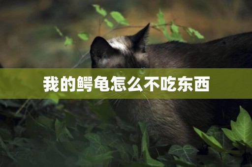 我的鱷龜怎么不吃東西