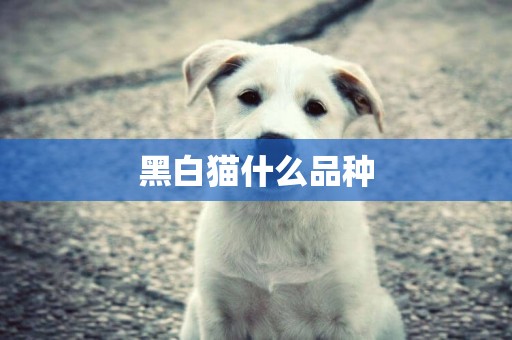 黑白貓什么品種