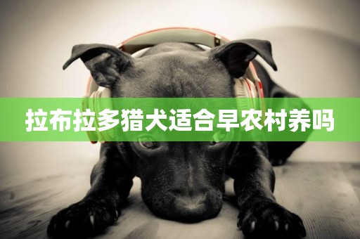 拉布拉多獵犬適合早農村養嗎