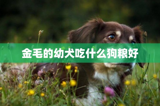 金毛的幼犬吃什么狗糧好