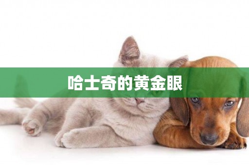 哈士奇的黃金眼