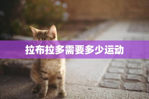 拉布拉多需要多少運動