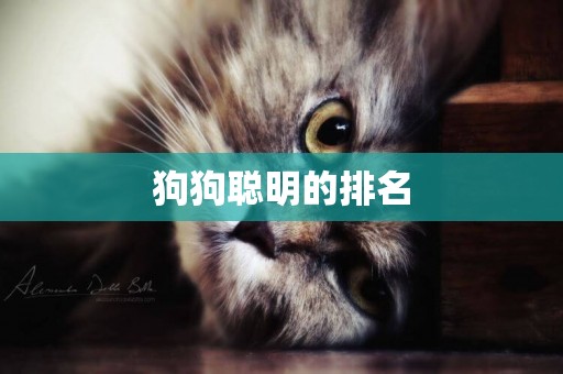 狗狗聰明的排名