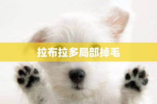 拉布拉多局部掉毛
