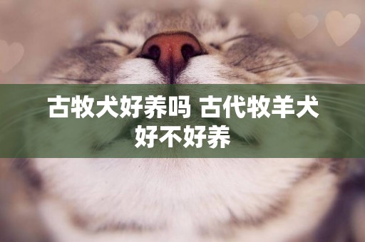 古牧犬好養嗎 古代牧羊犬好不好養