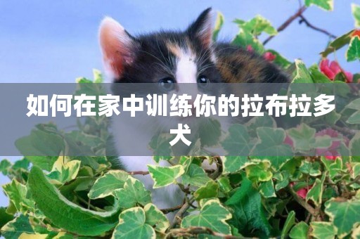 如何在家中訓練你的拉布拉多犬