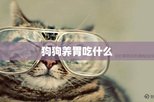 狗狗養胃吃什么