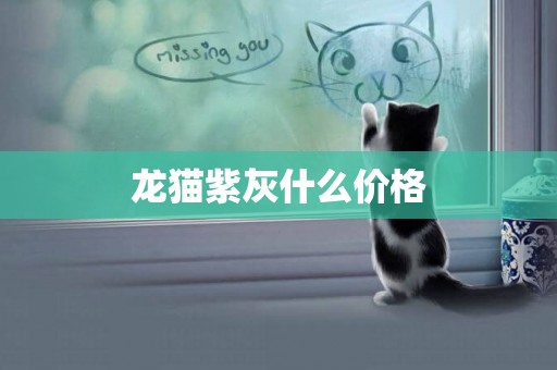 龍貓紫灰什么價格