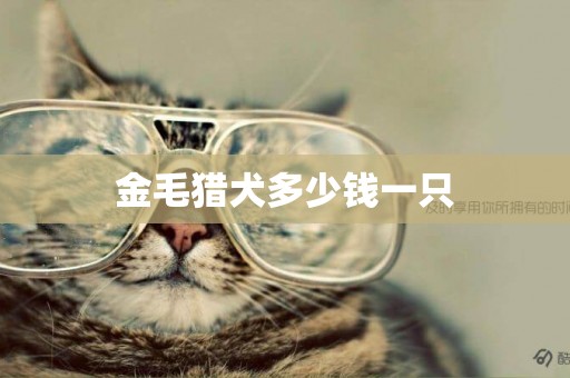 金毛獵犬多少錢一只