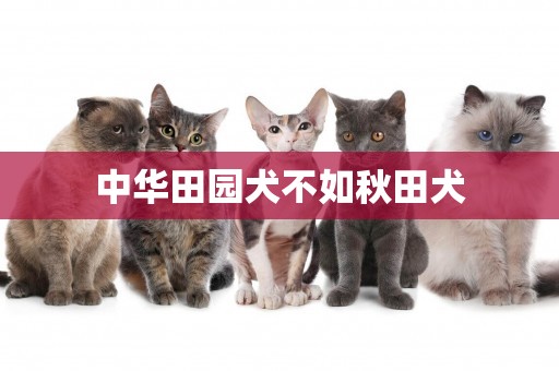 中華田園犬不如秋田犬