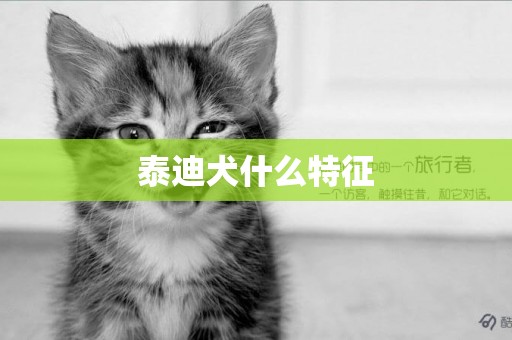 泰迪犬什么特征