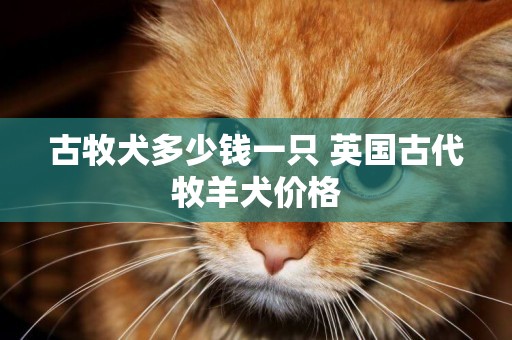 古牧犬多少錢一只 英國古代牧羊犬價格