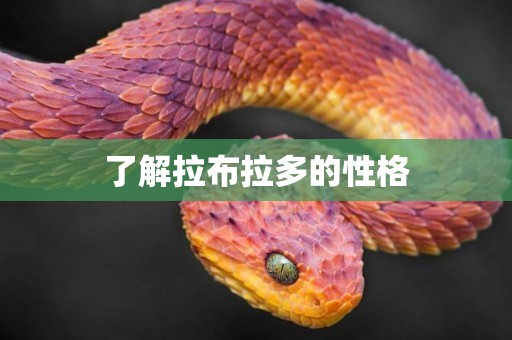 了解拉布拉多的性格