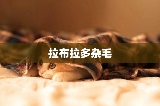 拉布拉多雜毛