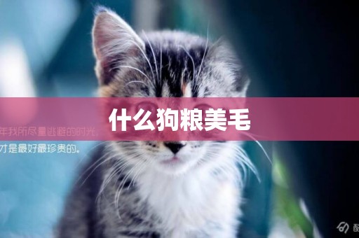 什么狗糧美毛