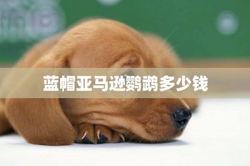 藍帽亞馬遜鸚鵡多少錢