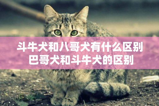 斗牛犬和八哥犬有什么區別 巴哥犬和斗牛犬的區別