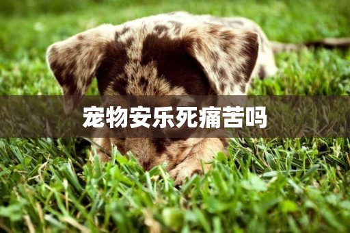 寵物安樂死痛苦嗎