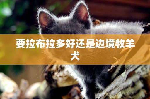 要拉布拉多好還是邊境牧羊犬