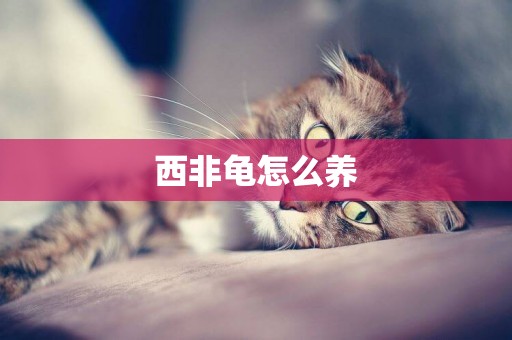 西非龜怎么養