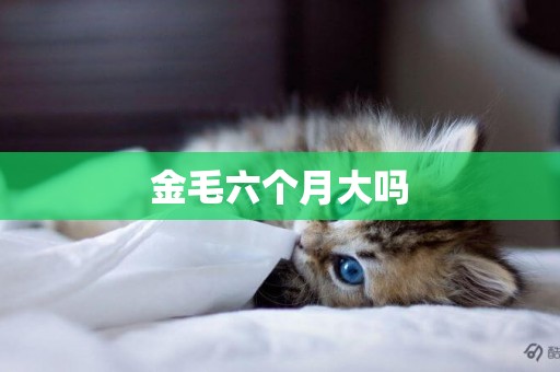 金毛六個月大嗎